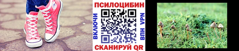 Галлюциногенные грибы Psilocybe  ОМГ ОМГ сайт  Грязовец 